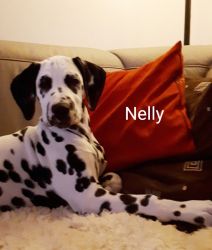 Nelly09-2